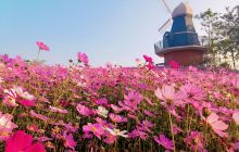 海花岛珍奇特色植物园